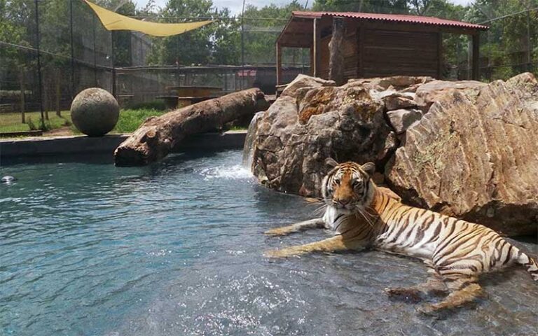 tiger in pool area with rocks and log at catty shack ranch wildlife sanctuary jacksonville