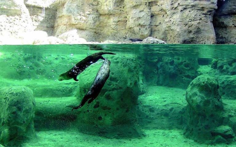 two otters swimming in green tank habitat with rocks at museum of discovery and science ft lauderdale
