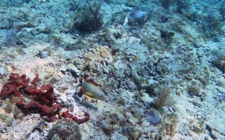 underwater snorkeling view of coral with fish at beach ventures ft lauderdale