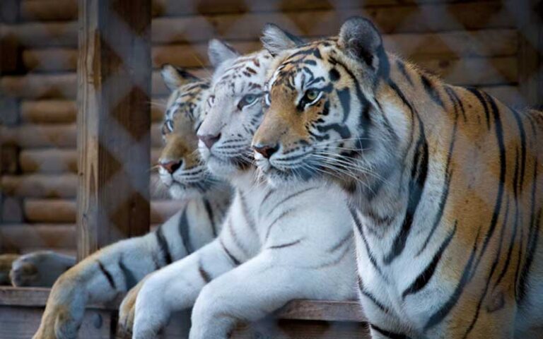 view through fence of three bengal tigers with white tiger in middle at catty shack ranch wildlife sanctuary jacksonville