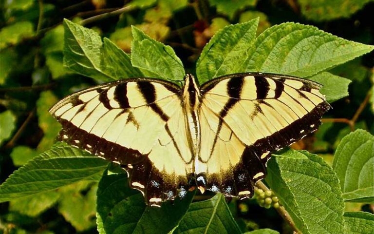 yellow and black butterfly on bush at jacksonville arboretum botanical gardens