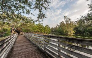 boardwalk along mangroves at matheson hammock park marina miami