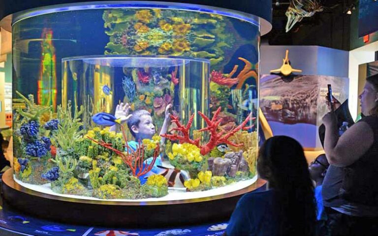 boy in aquarium viewing tank with colorful coral and fish at cox science center and aquarium west palm beach