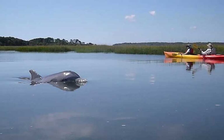 dolphin with head above surface in river with kayakers at kayak amelia jacksonville