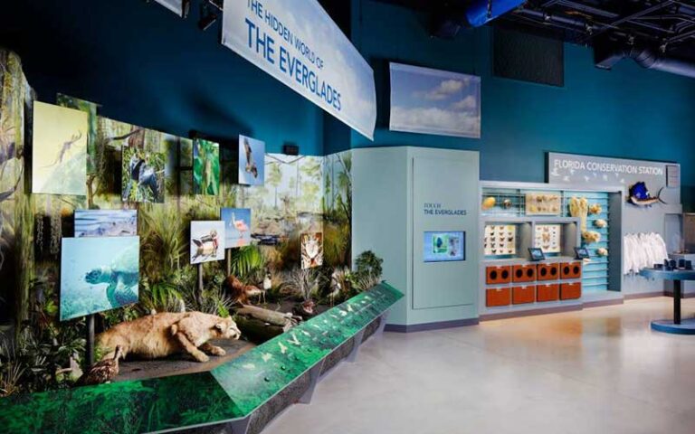 everglades habitat exhibit room with dioramas at cox science center and aquarium west palm beach