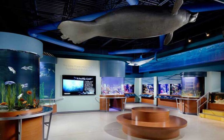 exhibit with marine life and manatee hanging from ceiling at cox science center and aquarium west palm beach