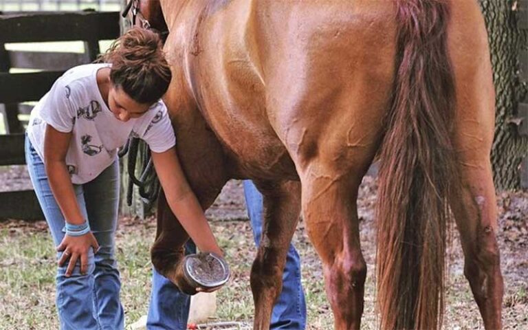 girl lifting horse hoof to inspect shoe in stable at diamond d ranch jacksonville