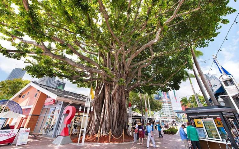 huge banyan tree with outdoor stores at bayside marketplace miami