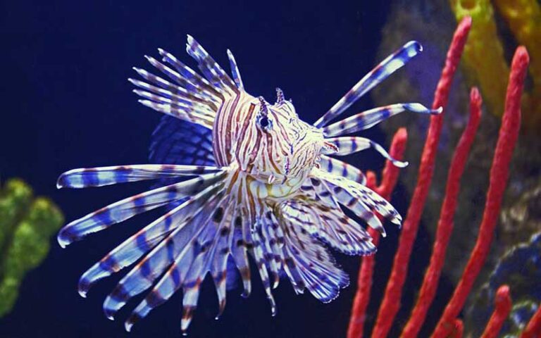 lion fish in tank with coral at cox science center and aquarium west palm beach