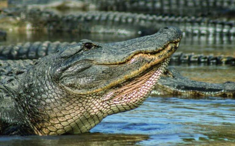 mature alligator with head raised with alligators in background at myakka river state park sarasota