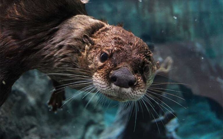otter underwater looking through glass at mote marine laboratory aquarium sarasota