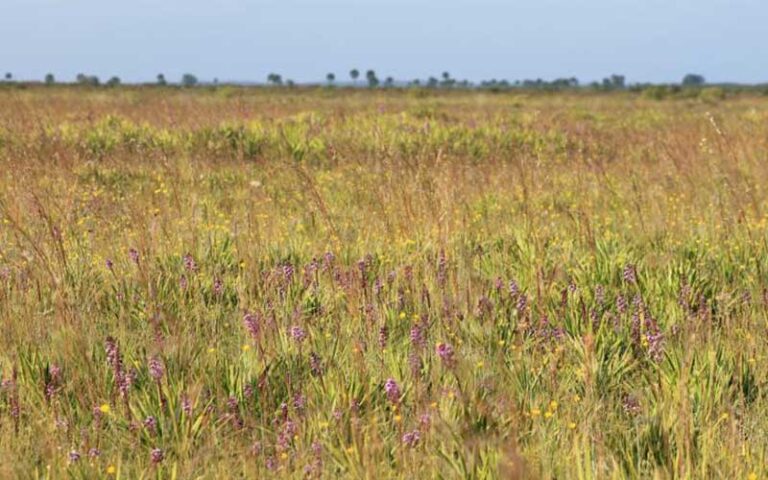 prairie with wildflowers and dry grass at myakka river state park sarasota