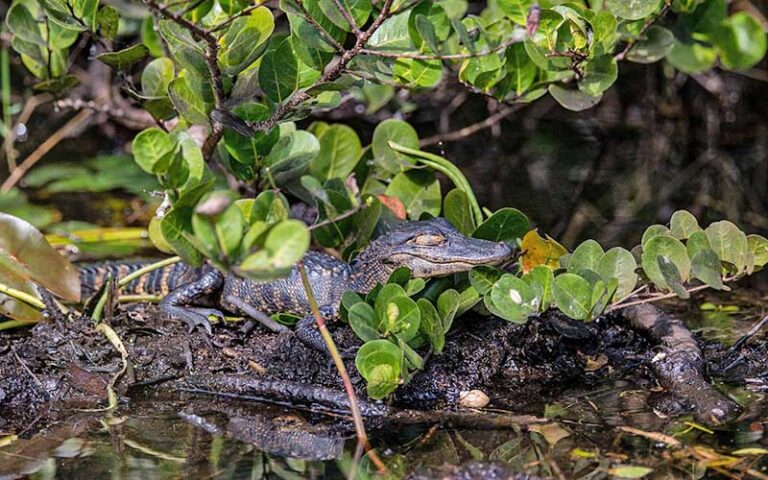 small alligator on log in swamp with foliage at everglades national park miami