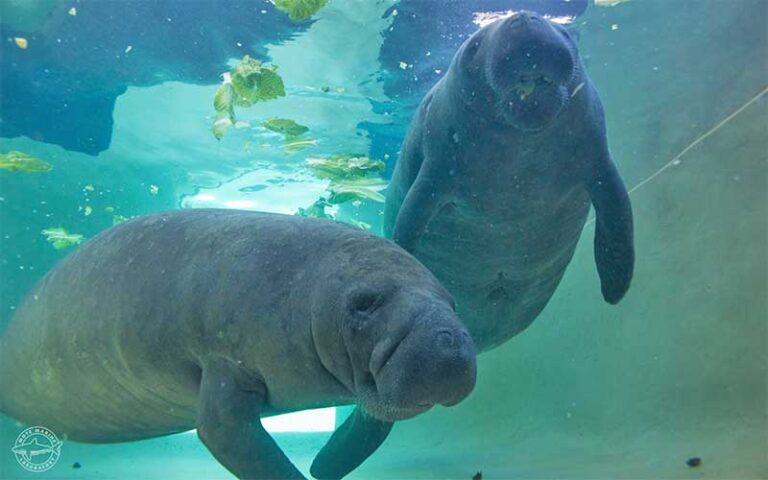 two manatees swimming in tank at mote marine laboratory aquarium sarasota