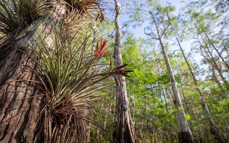 view from below of cypress trees in tropical woods with aerial ferns at everglades national park miami