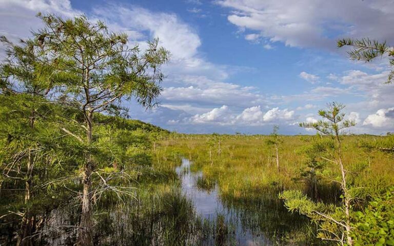 view of scrub wetlands with reeds and cypress tree at everglades national park miami