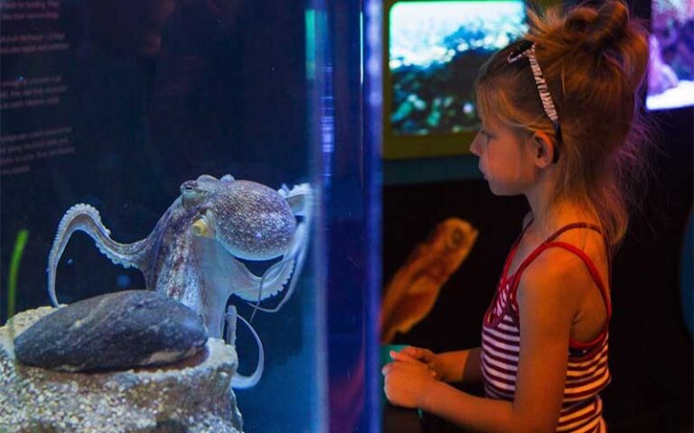 young girl looking at octopus in tank at mote marine laboratory aquarium sarasota