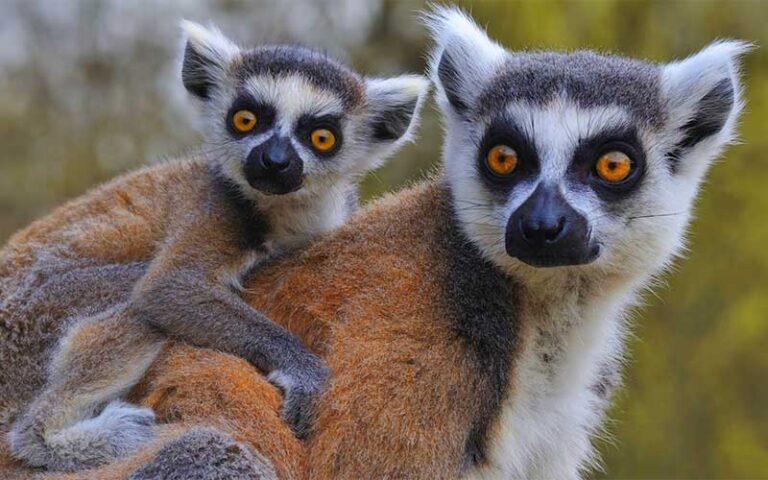 adult lemur with small lemur on back at sarasota jungle gardens