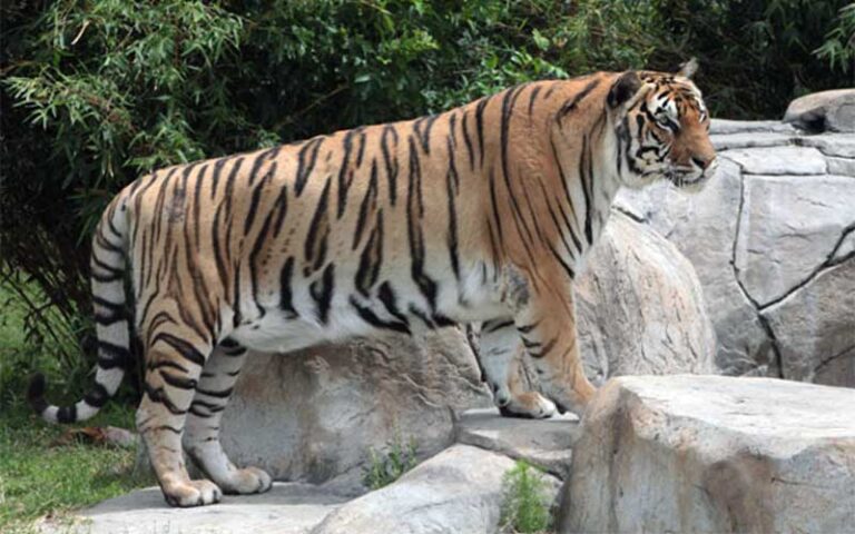 adult tiger standing with front legs on rocks at big cat habitat gulf coast sanctuary sarasota