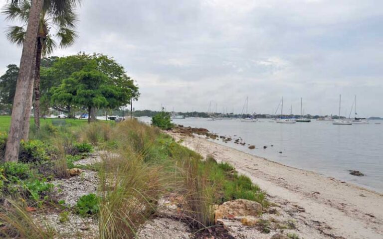 beach with trees rocks and view of bay with boats at bayfront park sarasota