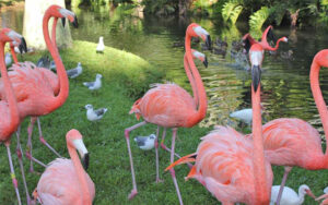 coral colored flamingos walking along bank of stream at sarasota jungle gardens