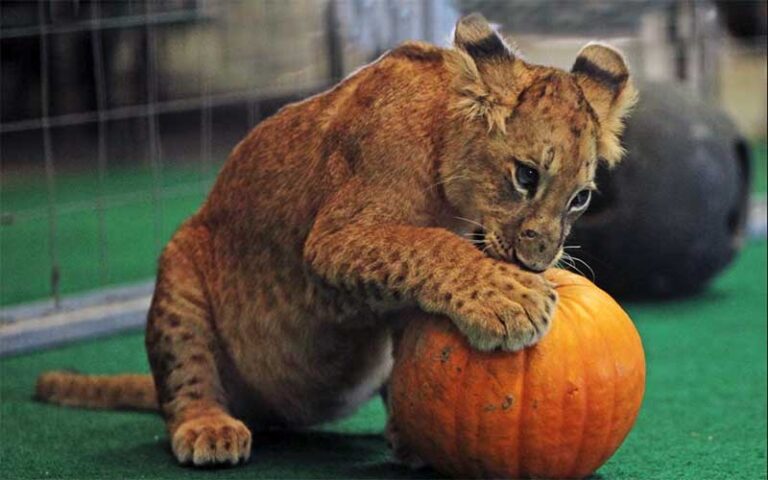 hybrid cub playing with pumpkin in enclosure at big cat habitat gulf coast sanctuary sarasota