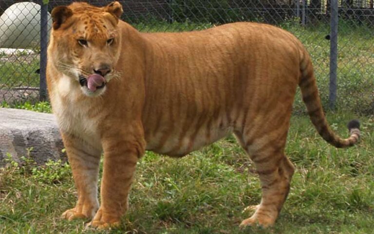 large adult liger standing in grassy enclosure at big cat habitat gulf coast sanctuary sarasota