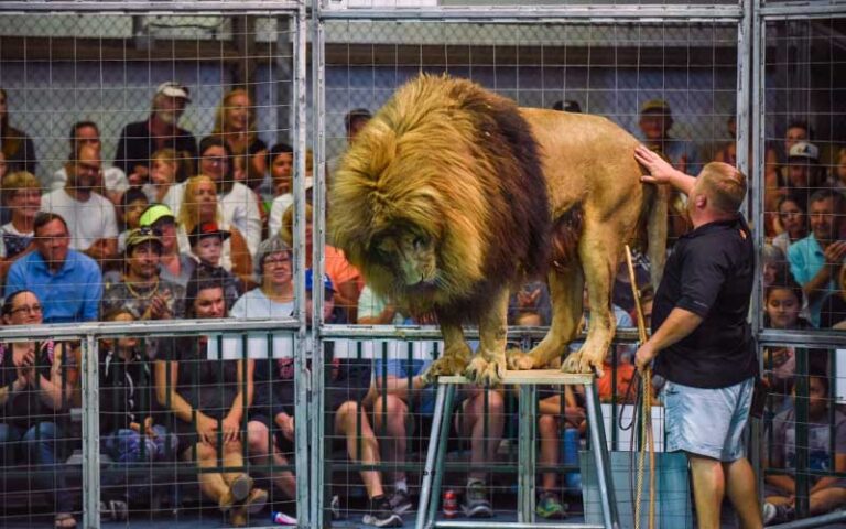 lion on pedestal with trainer in enclosure with crowd watching at big cat habitat gulf coast sanctuary sarasota