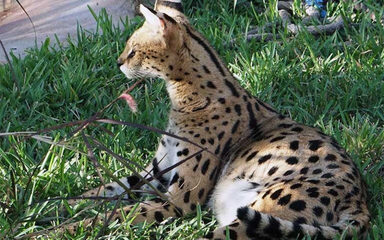 ocelot lying in grass at big cat habitat gulf coast sanctuary sarasota