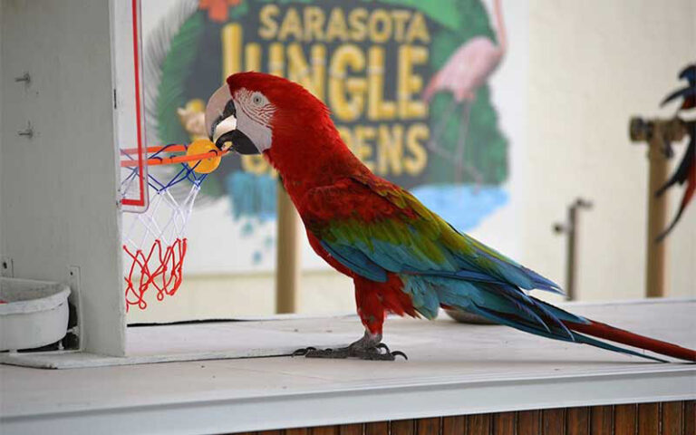 red macaw biting toy basketball hoop with logo on wall at sarasota jungle gardens