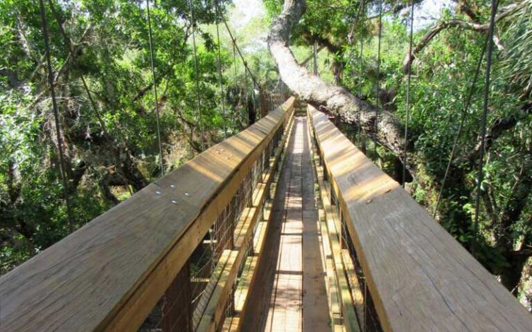 view along foot bridge with large tree leaning over at myakka canopy walkway sarasota