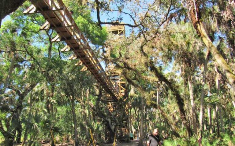 view from forest floor of observation tower at myakka canopy walkway sarasota