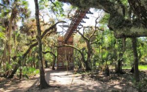 view from ground of wood tower with foot bridge among trees at myakka canopy walkway sarasota