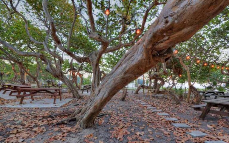 outdoor shaded dining area with trees at hugh taylor birch state park fort lauderdale