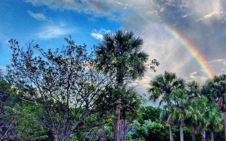 rainbow over palm trees at hugh taylor birch state park fort lauderdale