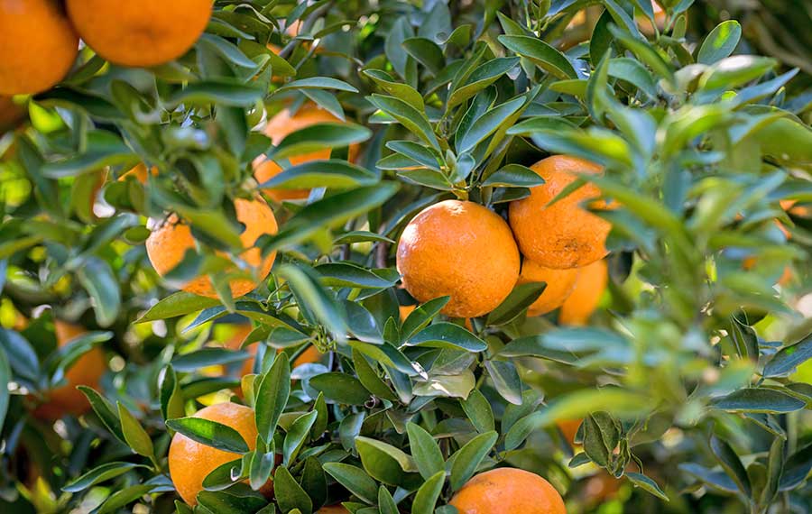 ripe fresh oranges hanging on branches of tree