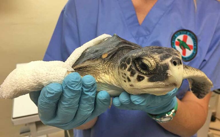 bandaged turtle held by rescue person at turtle hospital marathon florida keys