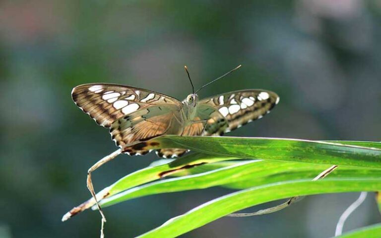 brown spotted butterfly at key west butterfly nature conservatory duval street