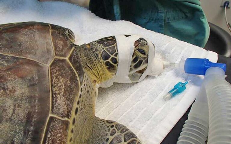 injured sea turtle with respirator at turtle hospital marathon florida keys