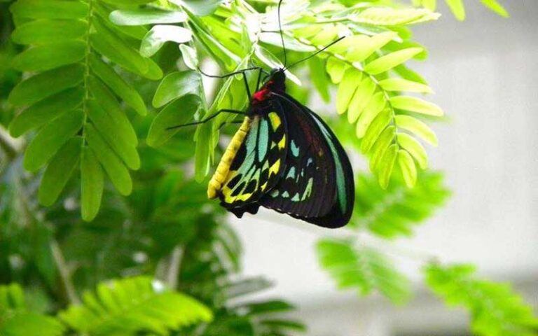 multi colored butterfly on fern at key west butterfly nature conservatory duval street