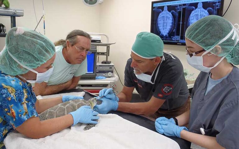 operating table with staff xrays and turtle at turtle hospital marathon florida keys