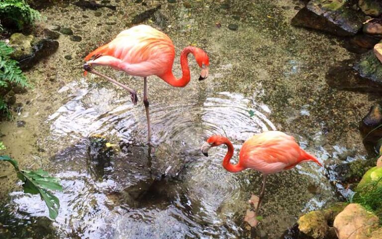 pair of flamingos in garden at key west butterfly nature conservatory duval street