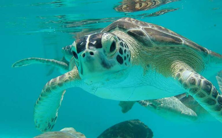 sea turtles swimming underwater in pool at turtle hospital marathon florida keys