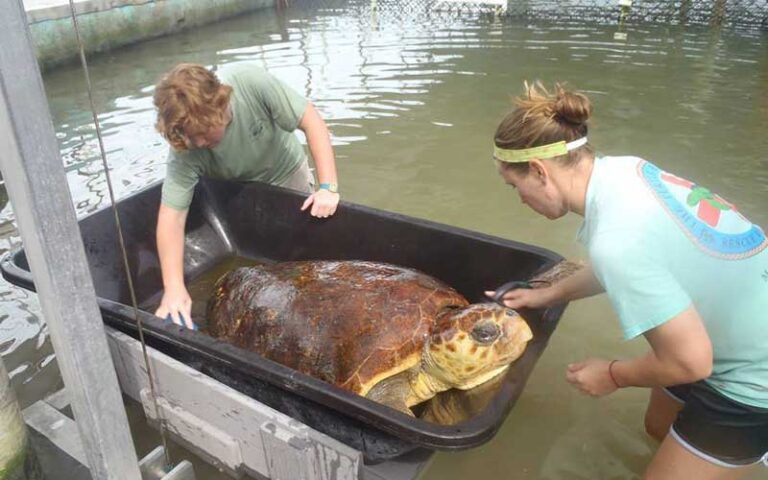 two marine rescue workers tending to a sea turtle in pool lift at turtle hospital marathon florida keys