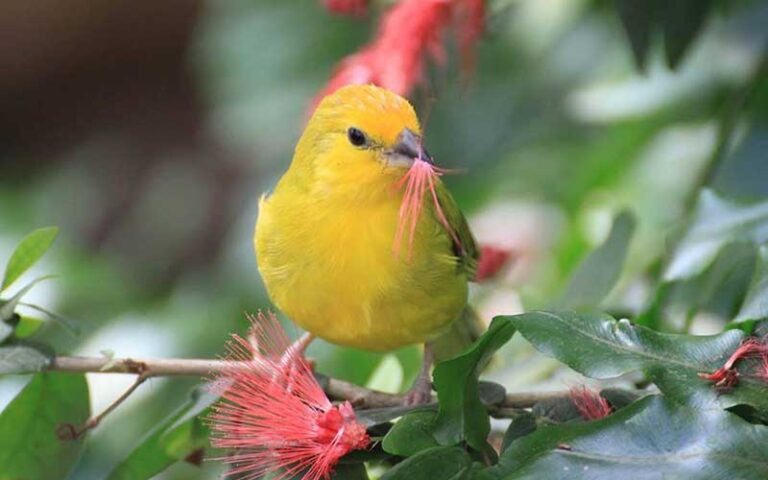 yellow bird eating red plant at key west butterfly nature conservatory duval street