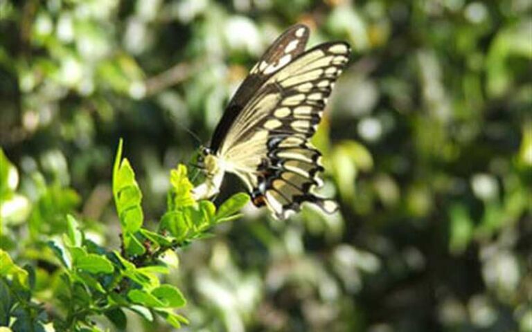 black and yellow butterfly at secret woods nature center ft lauderdale