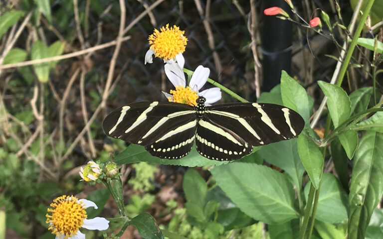 black and yellow longwing butterfly on flowers at harry p leu gardens orlando