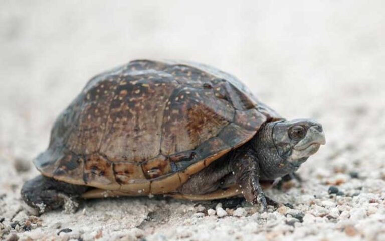 box turtle on sand at fort zachary taylor historic state park key west