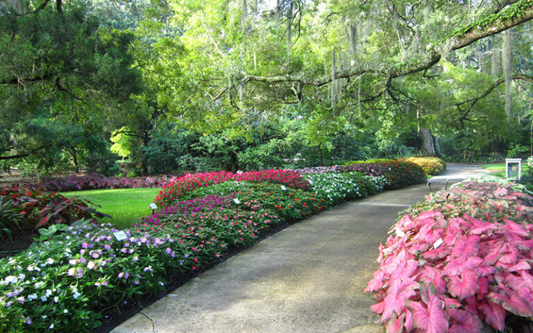 garden path winding through flower beds under trees at harry p leu gardens orlando