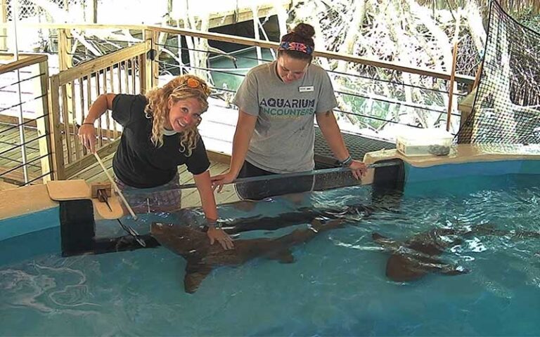 ladies feeding and touching sharks in tank at florida keys aquarium encounters marathon